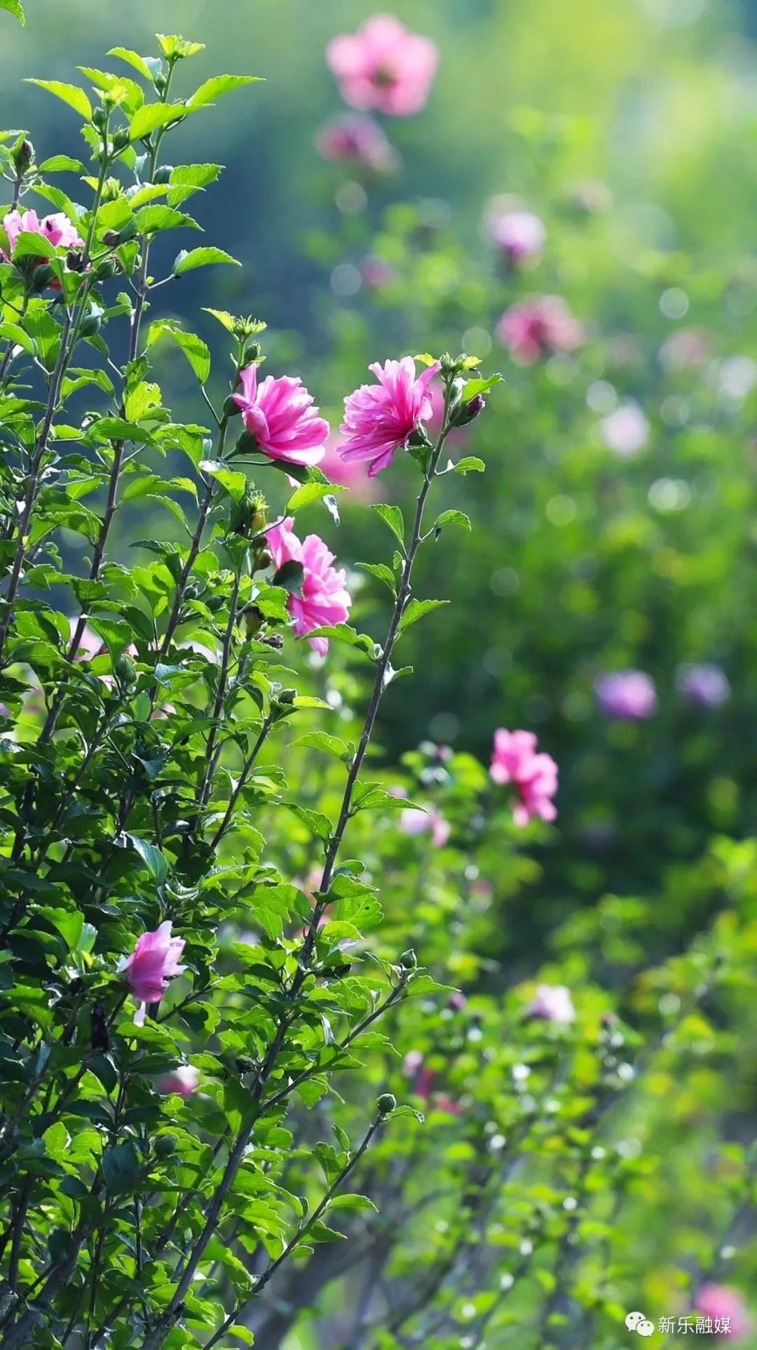 木槿花图片大全大图图片