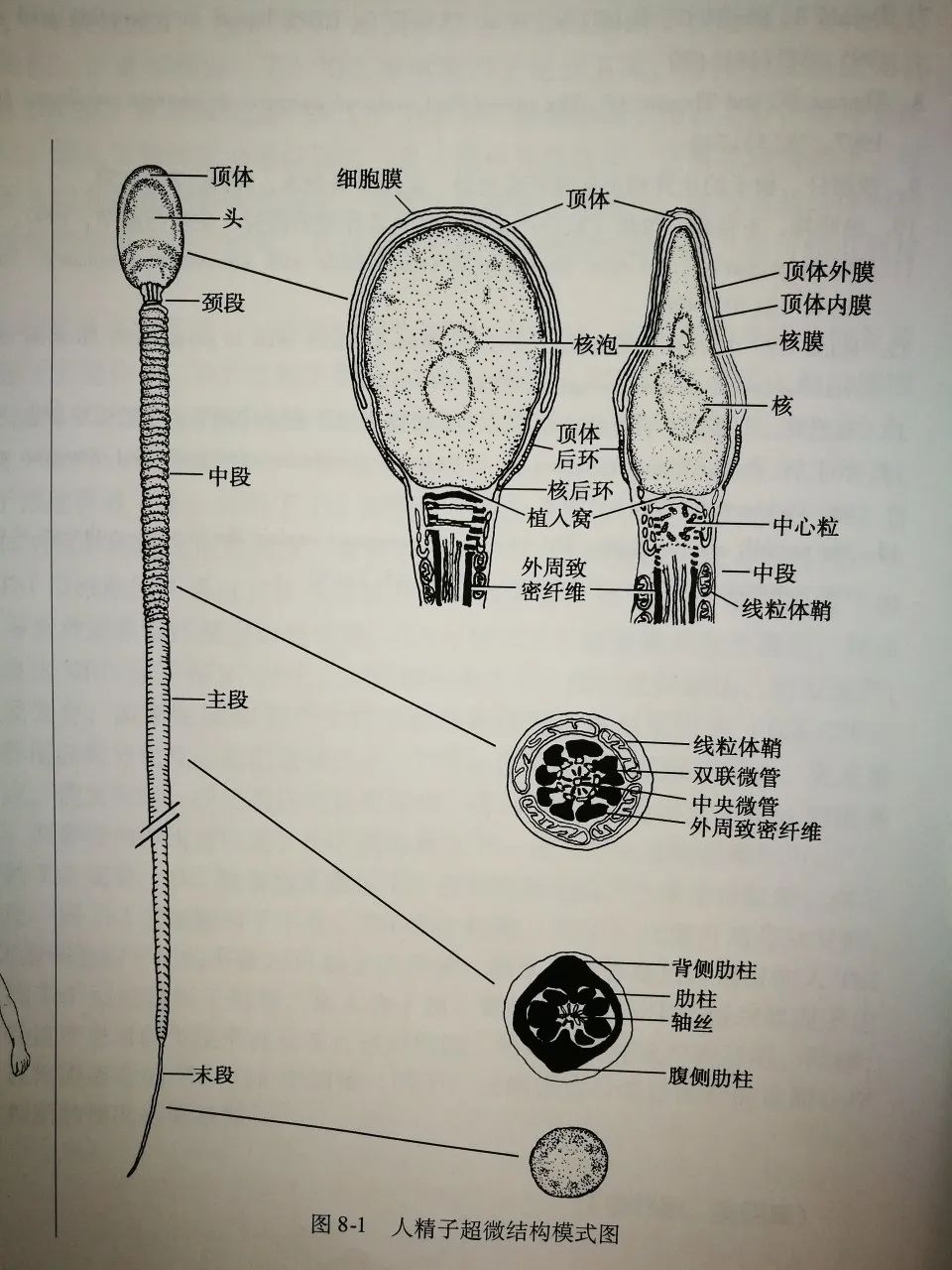 高尔基体顶体图片