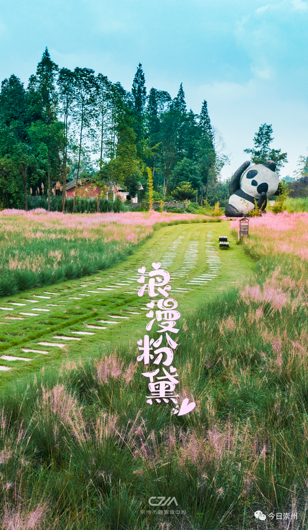 第一波粉黛乱子草上线，来崇州开启秋日“粉色之旅”