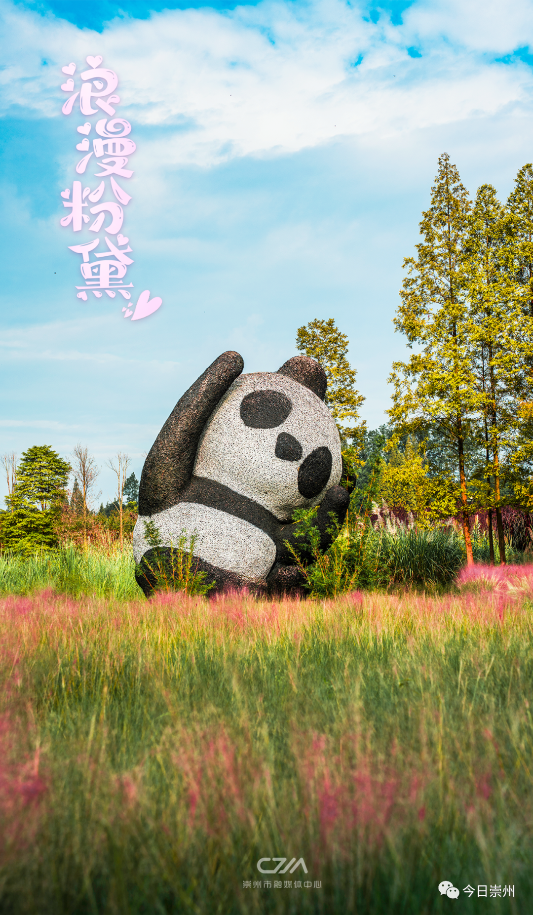 第一波粉黛乱子草上线，来崇州开启秋日“粉色之旅”