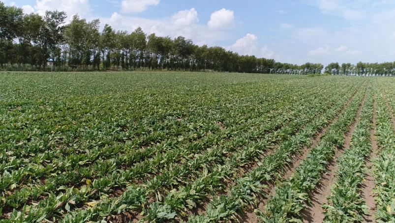 大同区是全市板蓝根主要种植区域,先后荣获"中国板蓝根之乡"称号,"