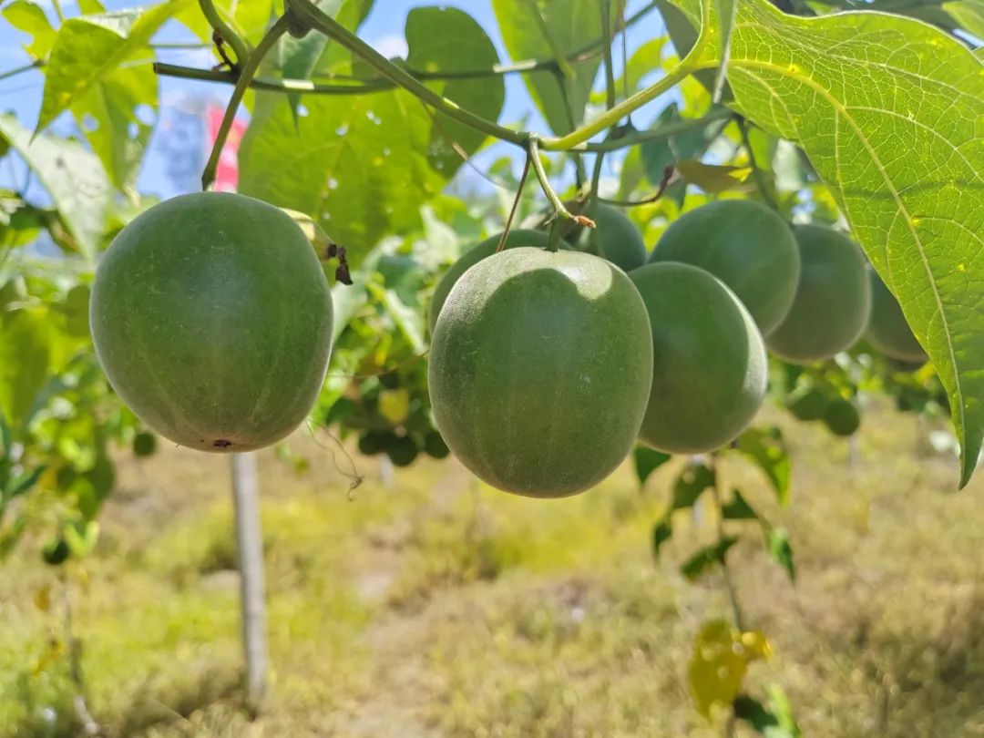 紫云:小小罗汉果 种出乡村振兴好愿景