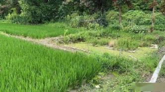 农村生活污水治理考虑发挥小微湿地、邻里生物多样性保护的作用 | 绿会海湿组