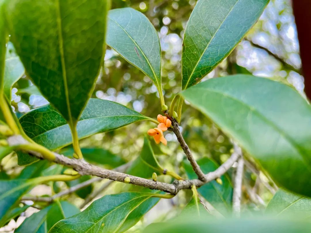 节气“植”说丨二十四节气·秋分_澎湃号·政务_澎湃新闻-The Paper