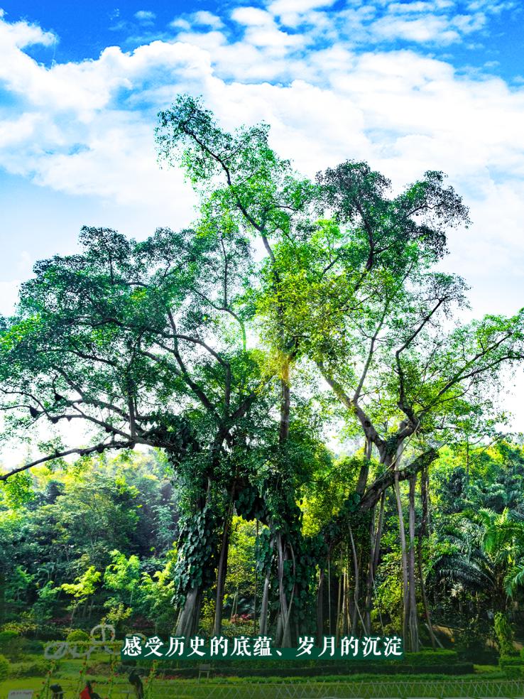到西双版纳,见证一棵榕树的传奇