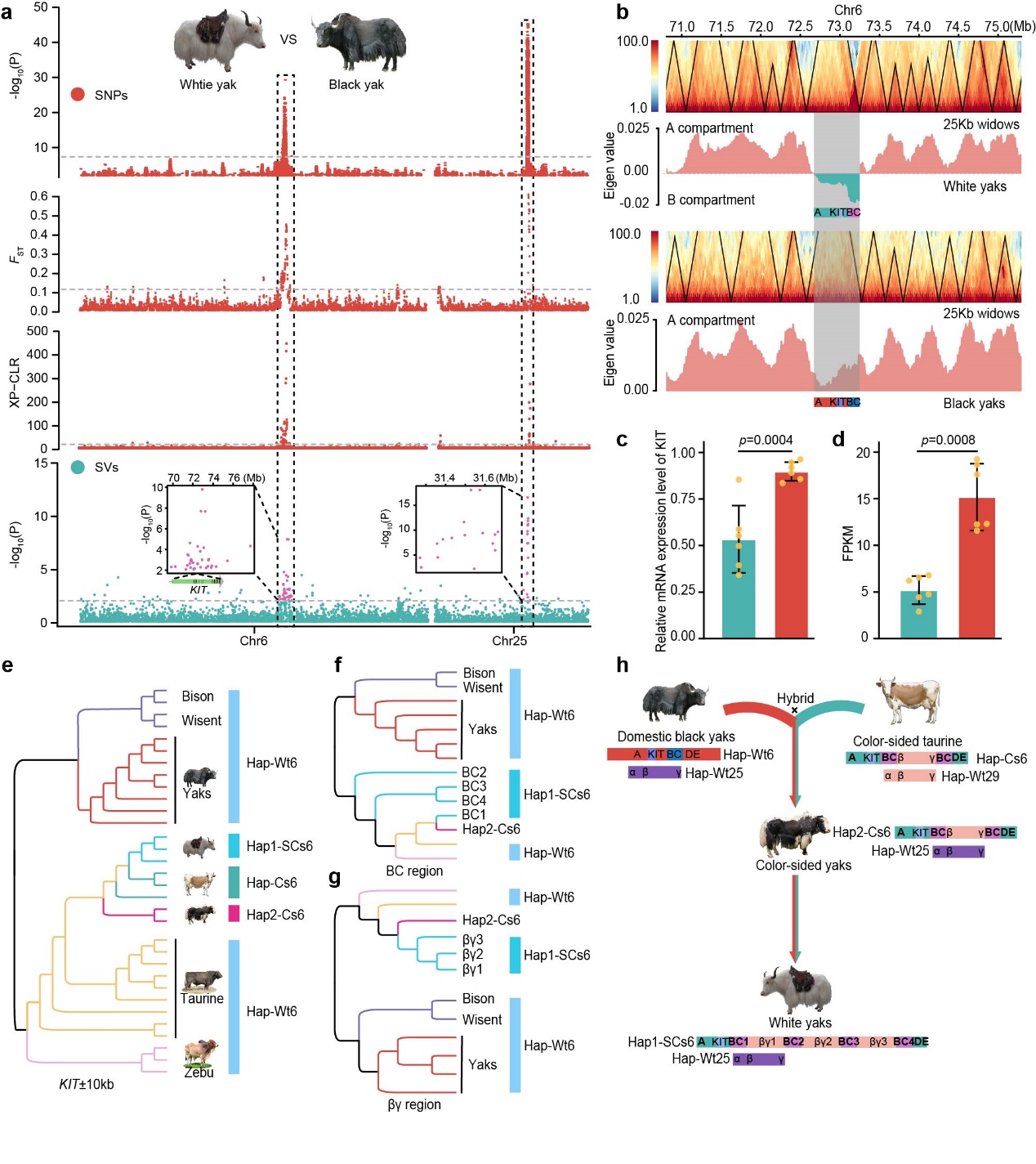 兰大牵头!揭示家养牦牛基因组结构变异进化来源的复杂性