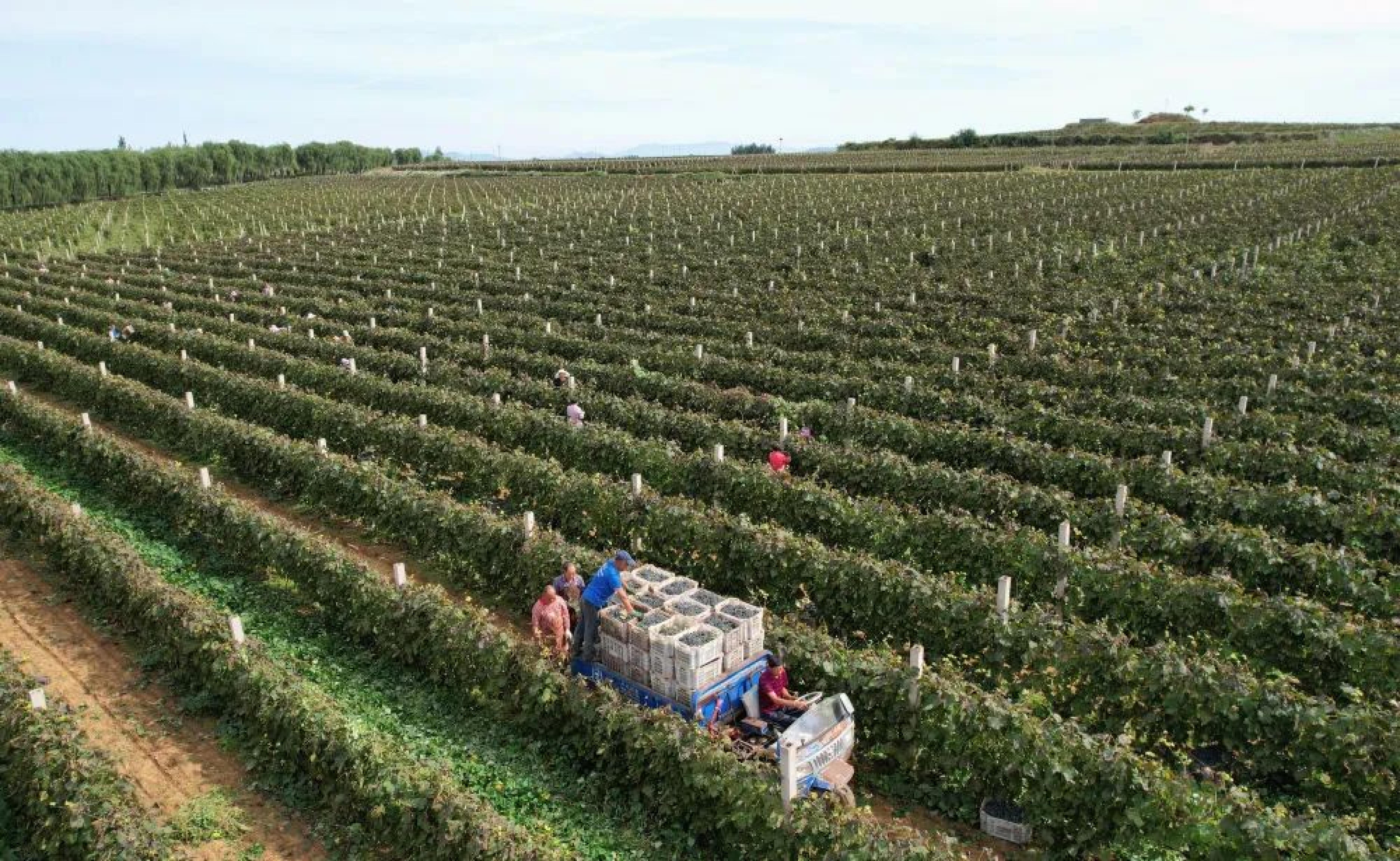 河北卢龙:酿酒葡萄收获忙