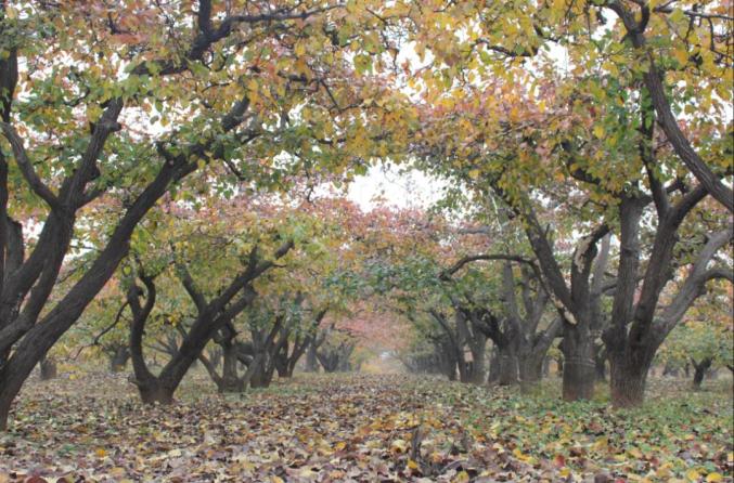喜报!赵县古梨树群入选全国100个最美古树群_澎湃号·政务_澎湃新闻-The Paper