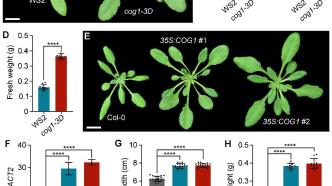 兰州大学研究团队发现COG1转录因子能显著增加植物生物量