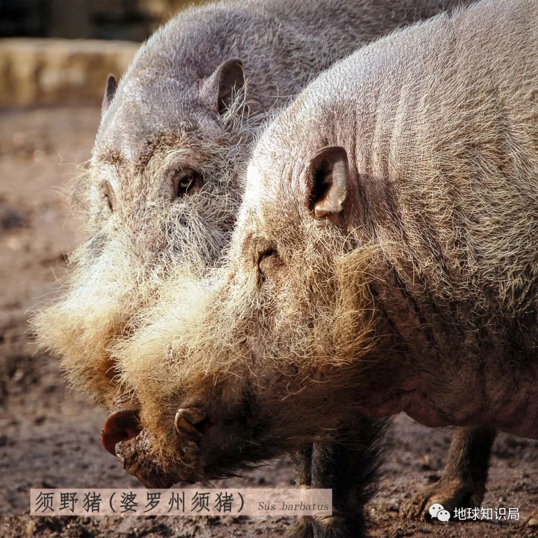 猪,凭本事遍布世界_澎湃号·湃客_澎湃新闻-The Paper