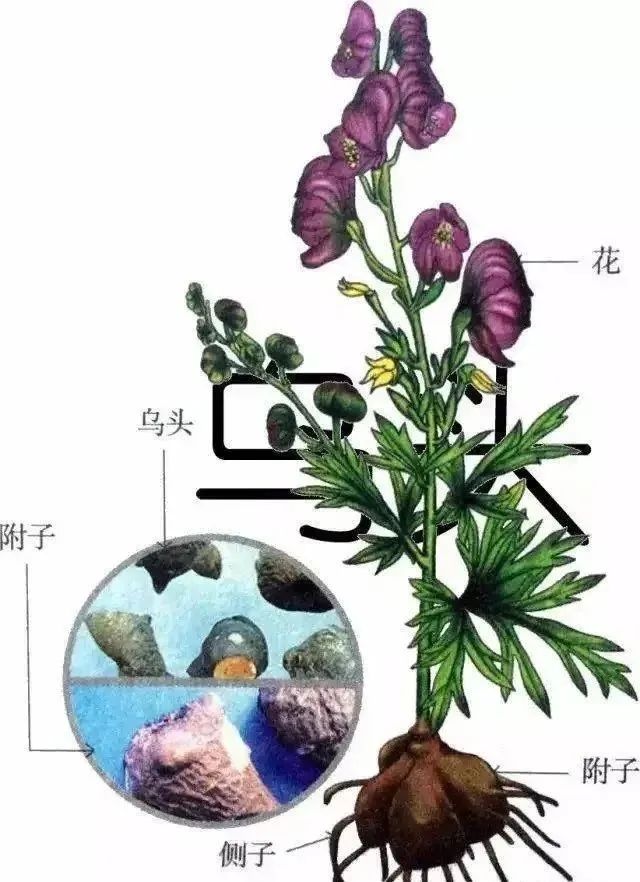 【关注】警惕：草乌、附子是毒性中药材，不是食品！_澎湃号·政务_澎湃新闻-The Paper
