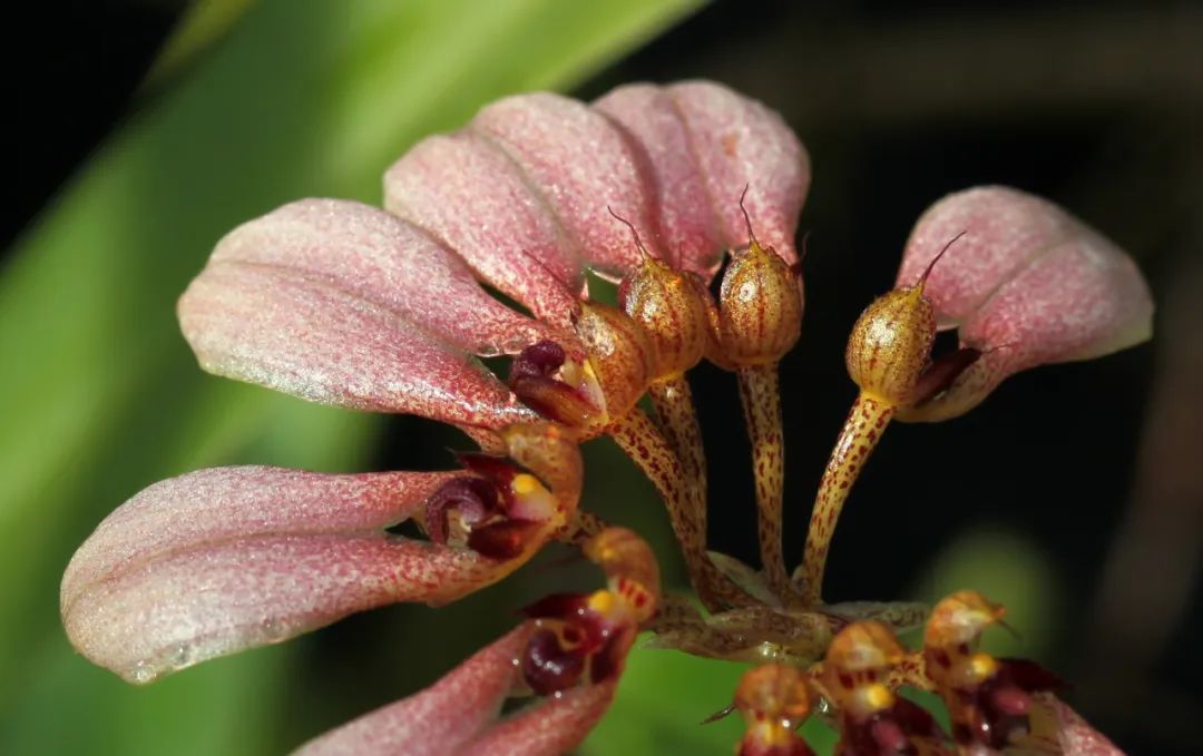 梳帽卷瓣兰 bulbophyllum andersonii,兰科石豆兰属植物,附生于海拔