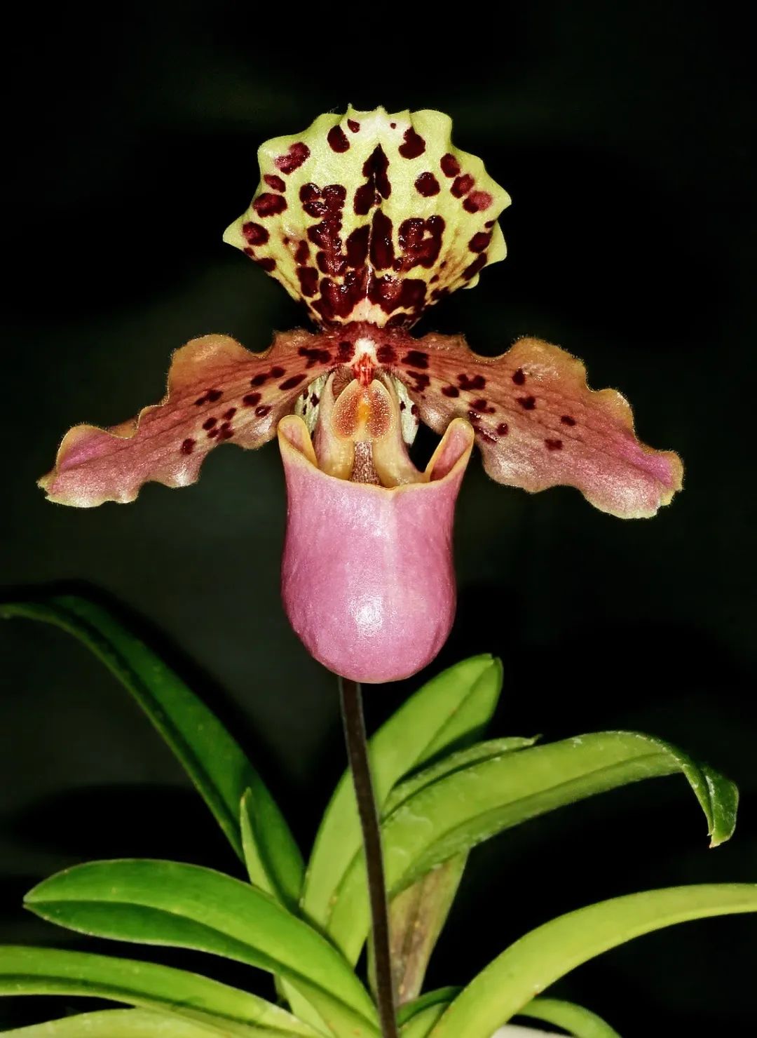 "多样地球 美丽家园"丨粉红袋子的亨利兜兰