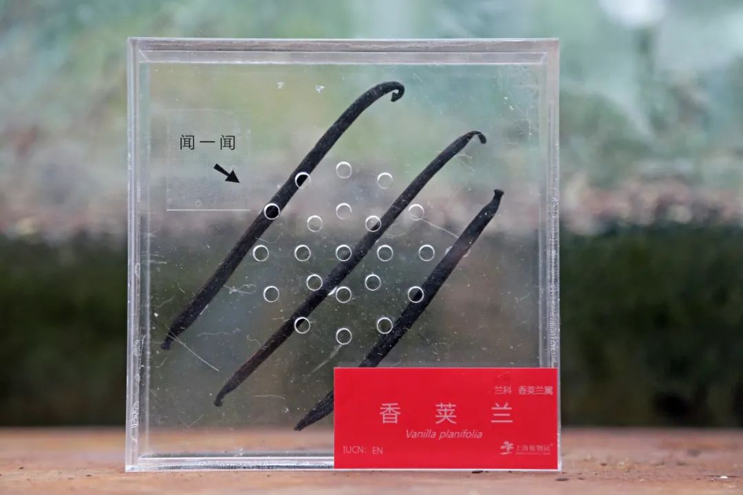 “多样地球 美丽家园”丨多样种子，魅力植物园