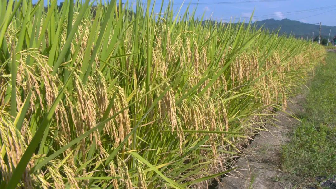 清流县召开优质水稻新品种现场考察观摩会