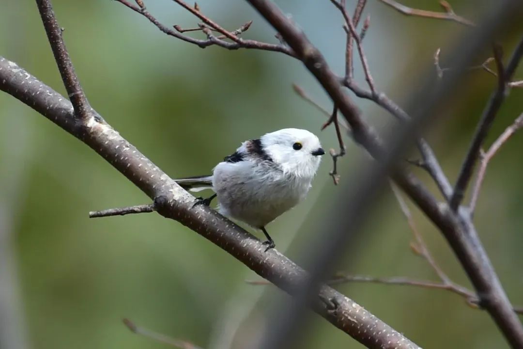 世界上最萌的鸟!有市民在太阳岛上拍到了