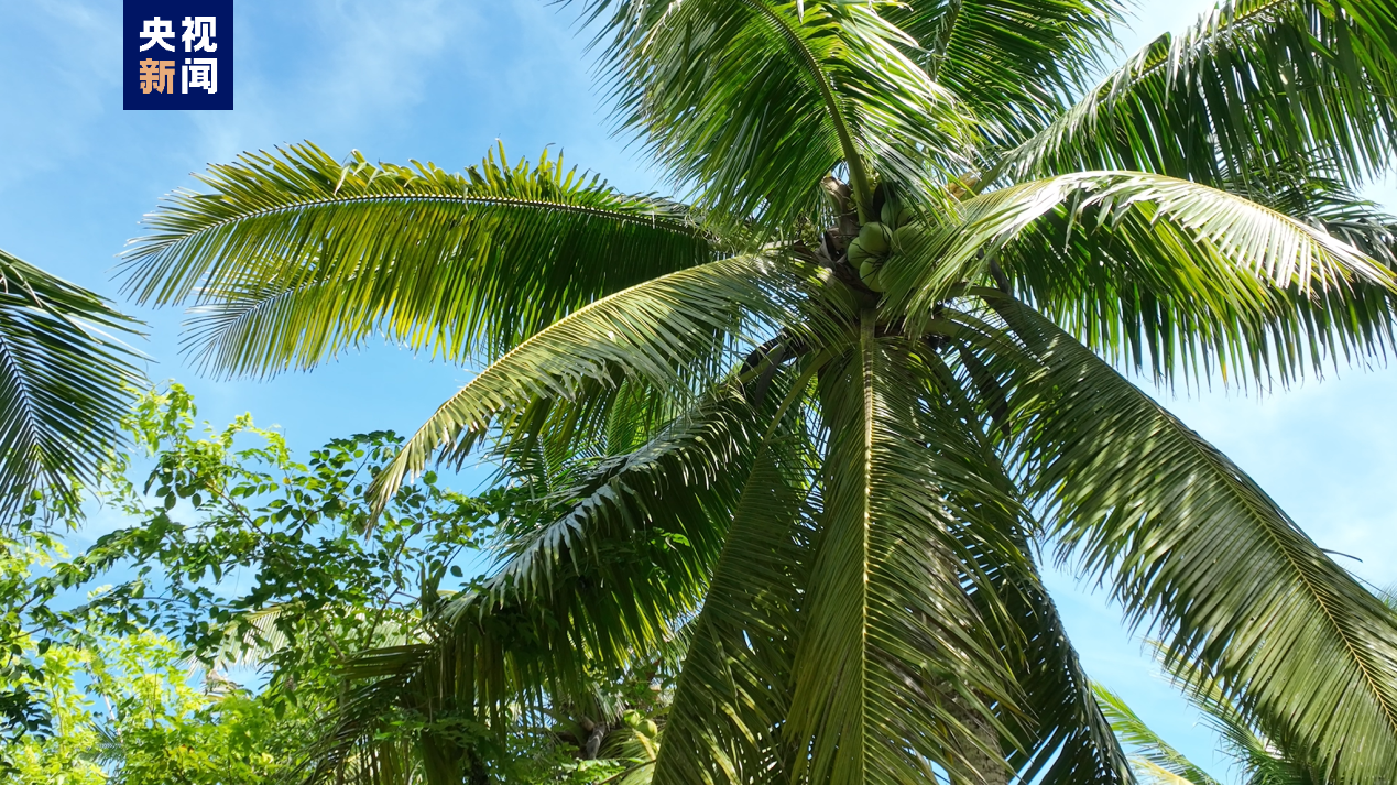共建一带一路·海南说丨椰风树影 活力热岛