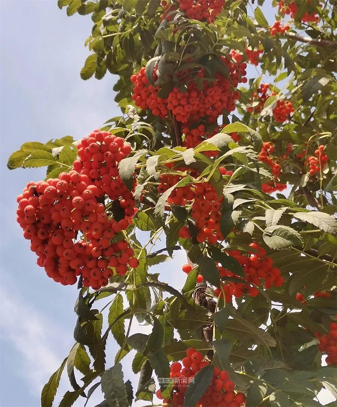 园林专家:观赏花楸果,不宜食用