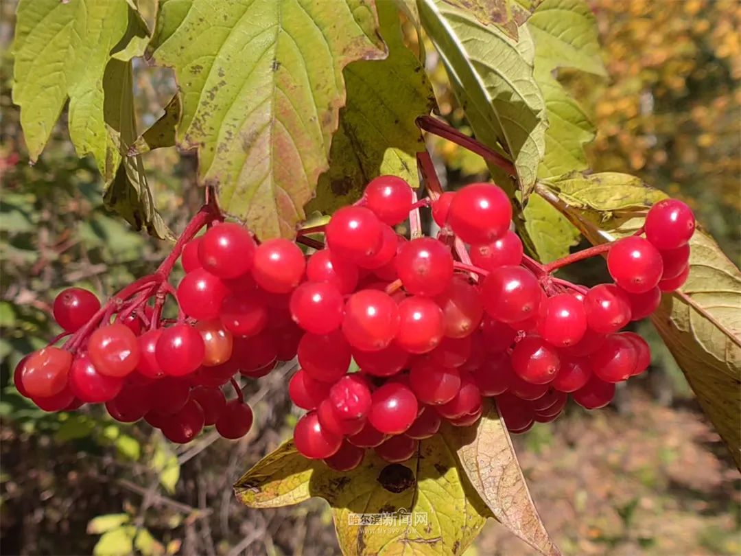 园林专家:观赏花楸果,不宜食用