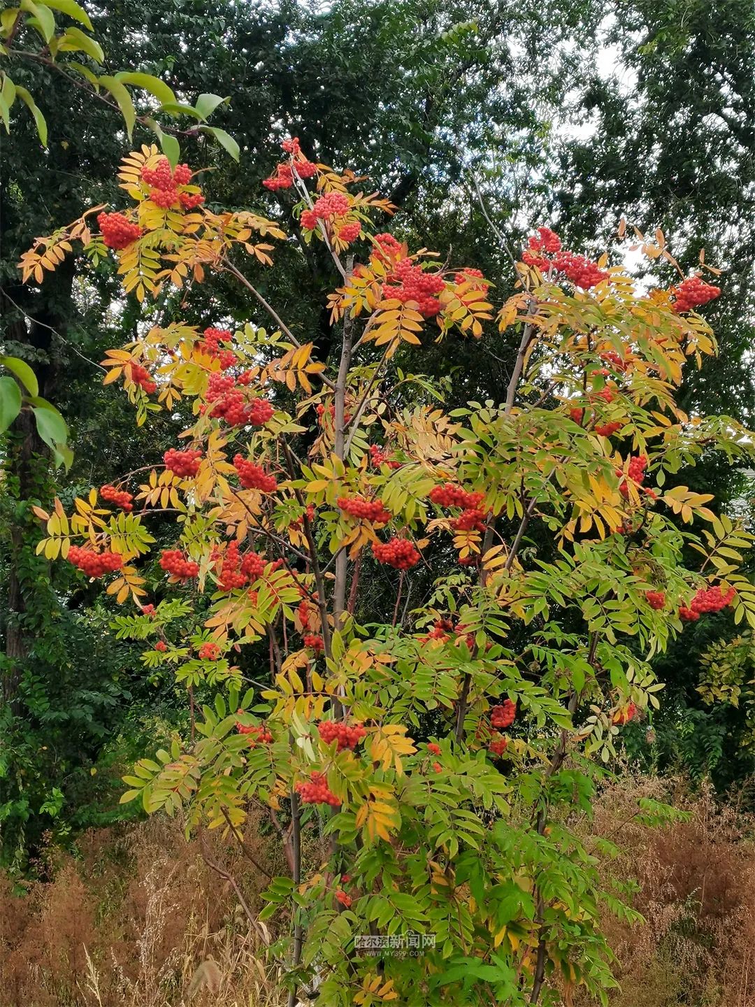 园林专家:观赏花楸果,不宜食用