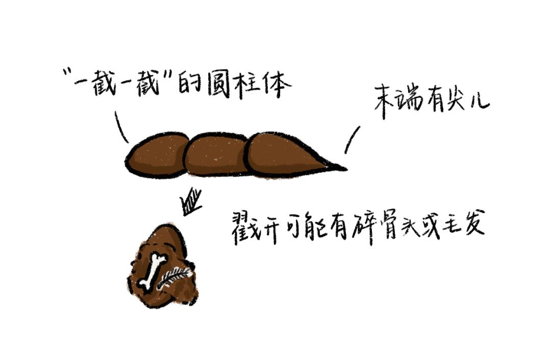 什么猫啊,不见撸不着,我却要天天铲猫屎_澎湃号·湃客_澎湃新闻-The Paper