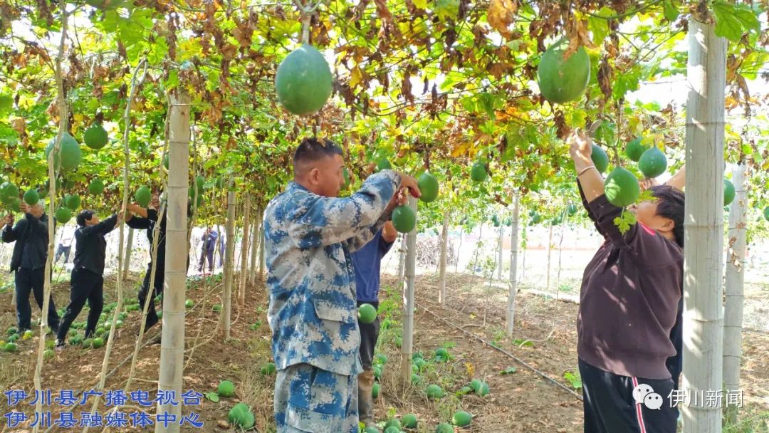 融媒助农】伊川：瓜蒌迎丰收致富有盼头