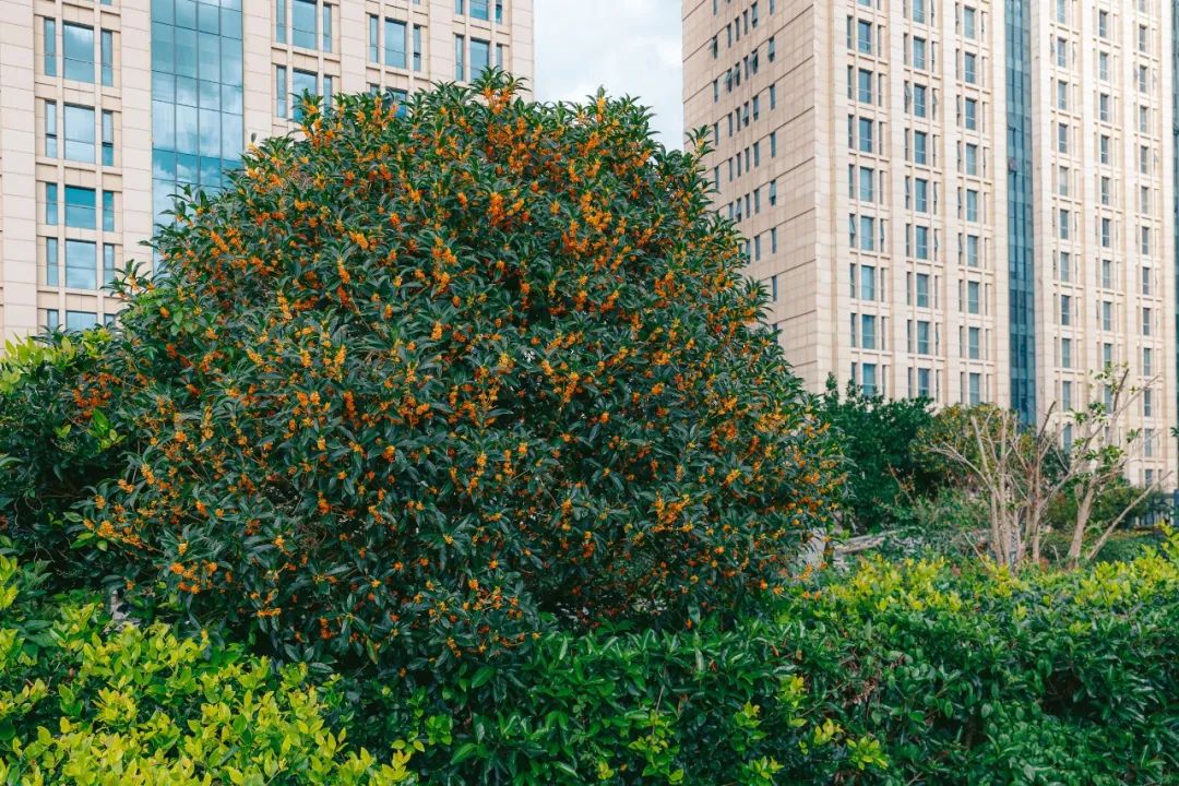 普陀东港海中洲国际大酒店桂花风味的美食也可以安排上啦