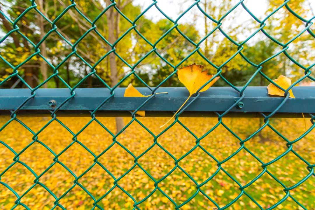 校园风景线 | 缤纷色彩下的校园秋景,每一张都值得收藏