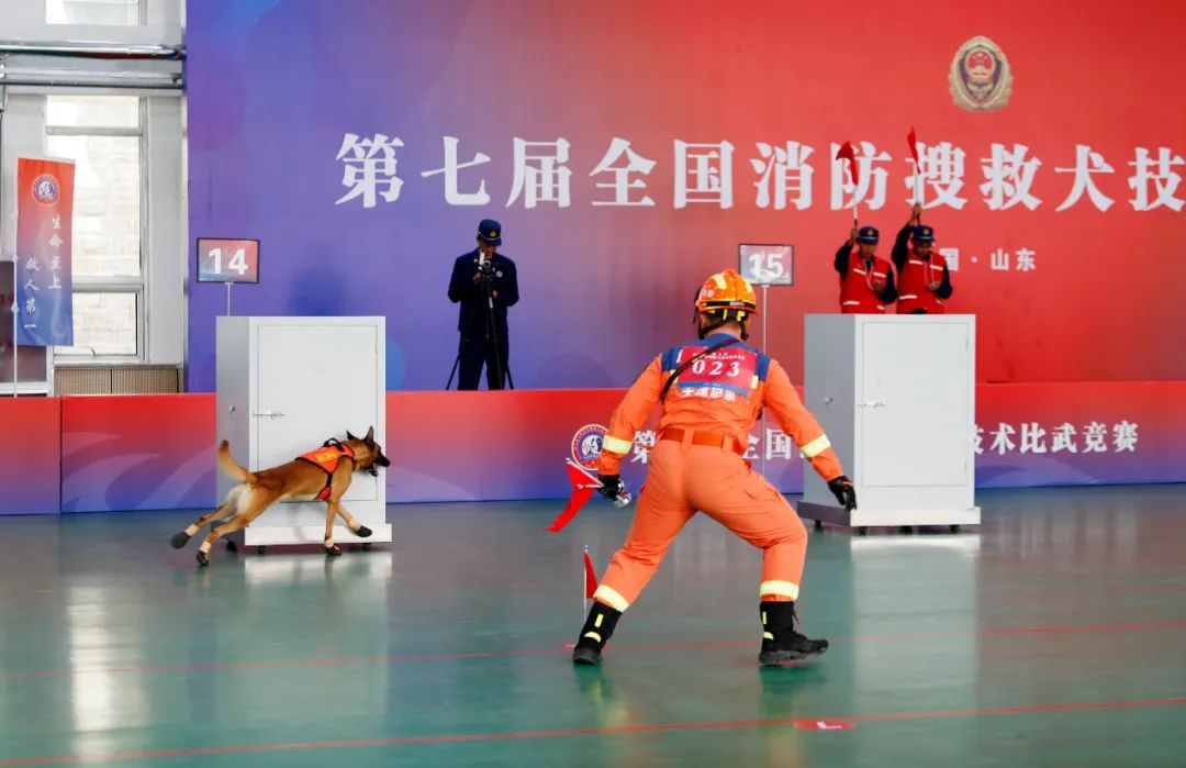 "犬王"花落谁家?