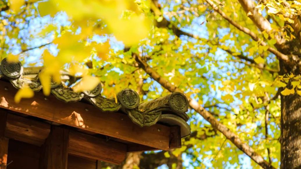 不到长安古寺怎知秋色如许？西安古寺满屏的秋景藏不住了