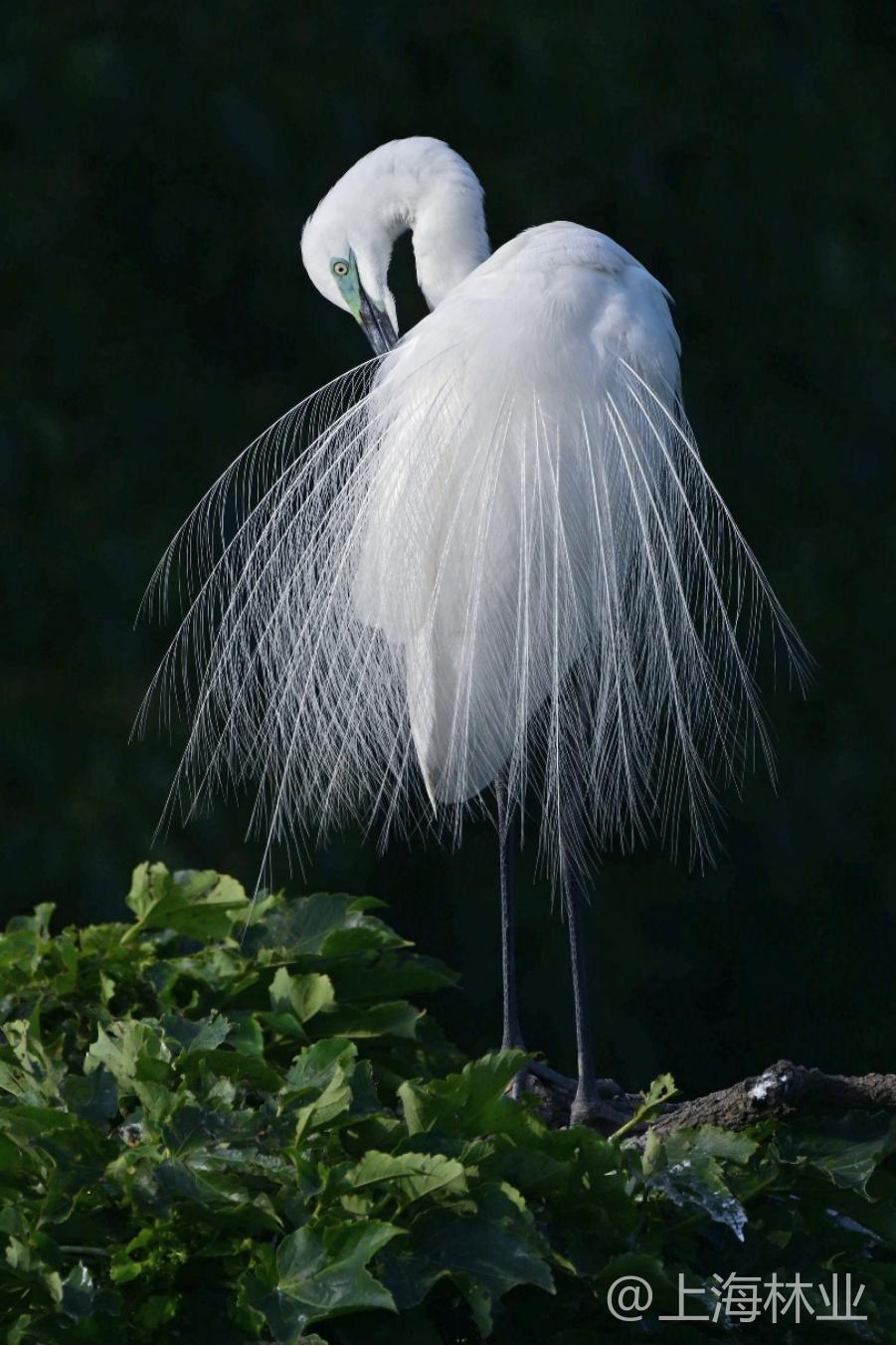 鸟类与生态农业之美!首届"光明谷锦·鹭缘"摄影比赛获奖作品来啦