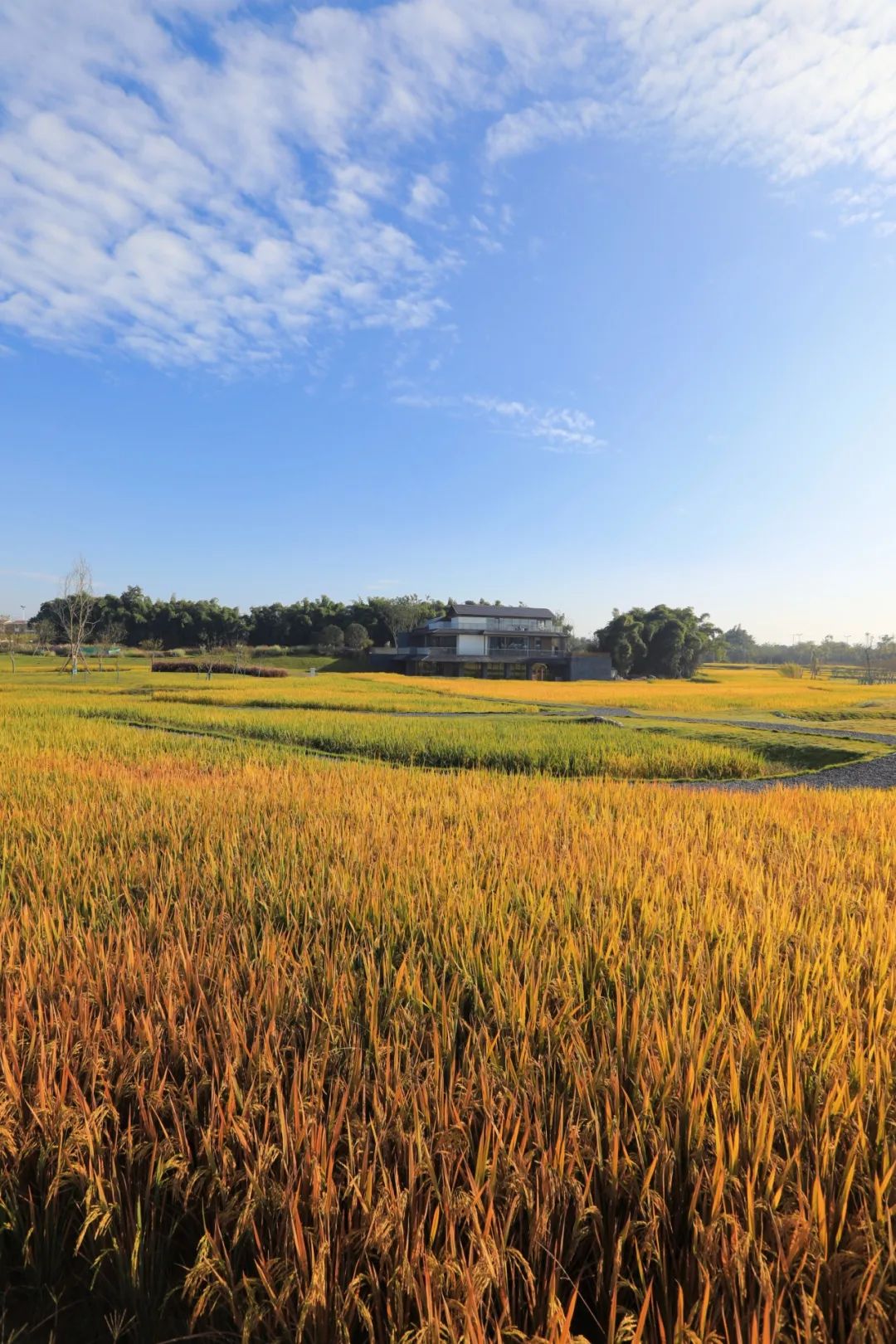 阳江市阳光田园图片