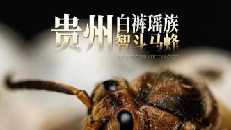 堪比“贝爷”，贵州这个小山村的人抓马蜂有绝招