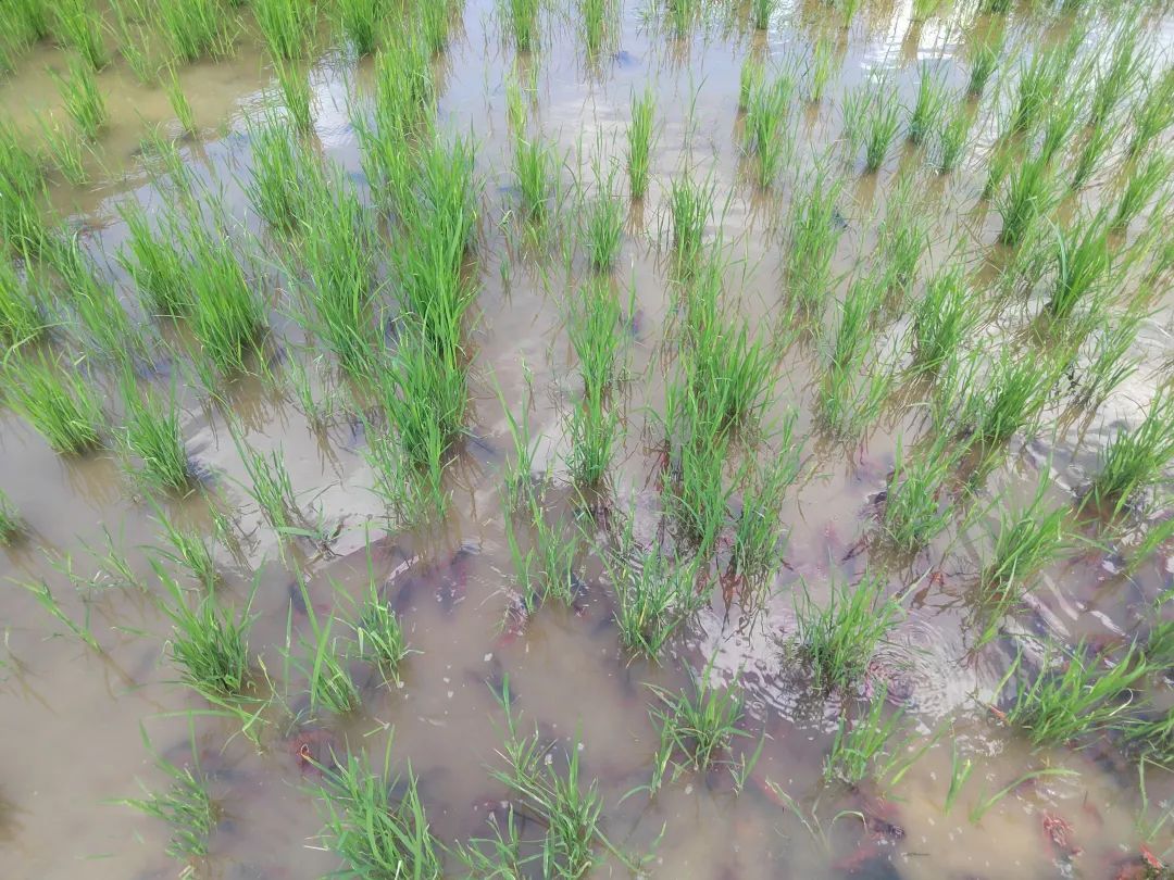 致富经养河虾_致富经养虾_致富经淡水虾养殖视频