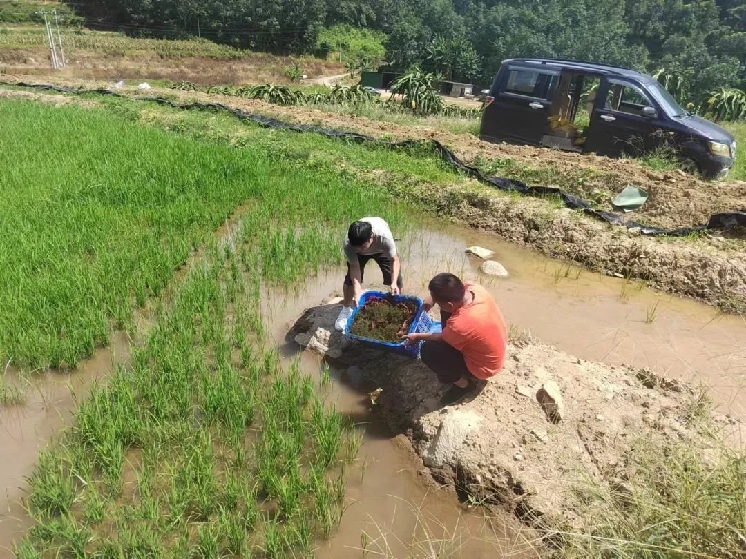 致富经养河虾_致富经淡水虾养殖视频_致富经养虾