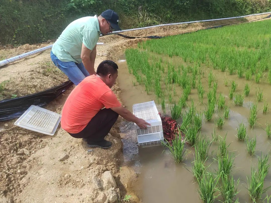 致富经养河虾_致富经淡水虾养殖视频_致富经养虾