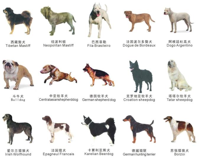 苏州禁养这38种烈性犬!