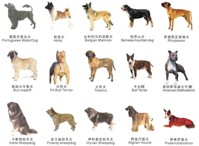 苏州禁养这38种烈性犬!
