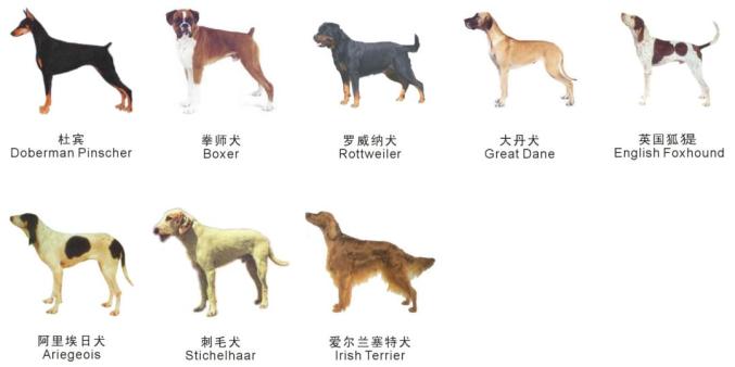 苏州禁养这38种烈性犬！