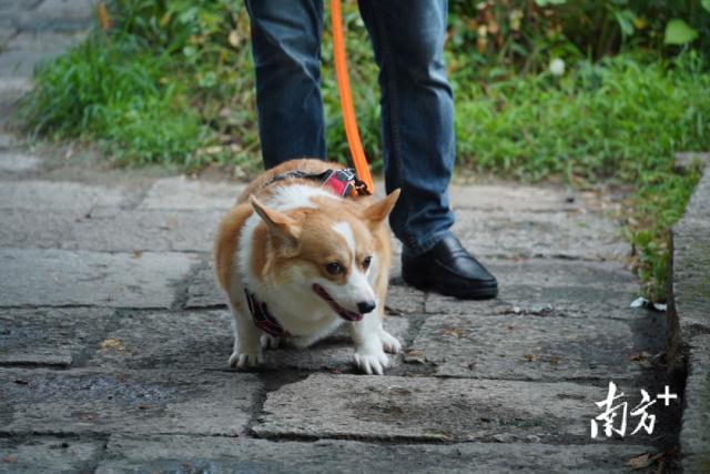 注意！东莞禁养这38种危险犬！