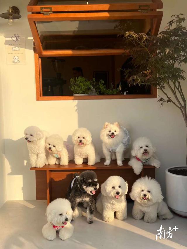 注意！东莞禁养这38种危险犬！