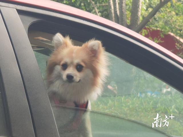 注意！东莞禁养这38种危险犬！