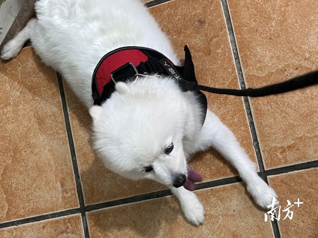 注意！东莞禁养这38种危险犬！