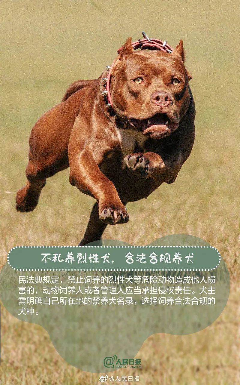 普法宣传丨撕咬女童烈犬主人被刑拘！文明养犬，有法可依！_澎湃号·政务_澎湃新闻-The Paper