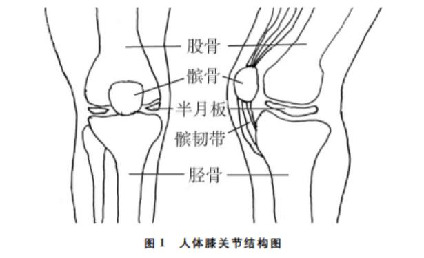 膝盖的构造图图片