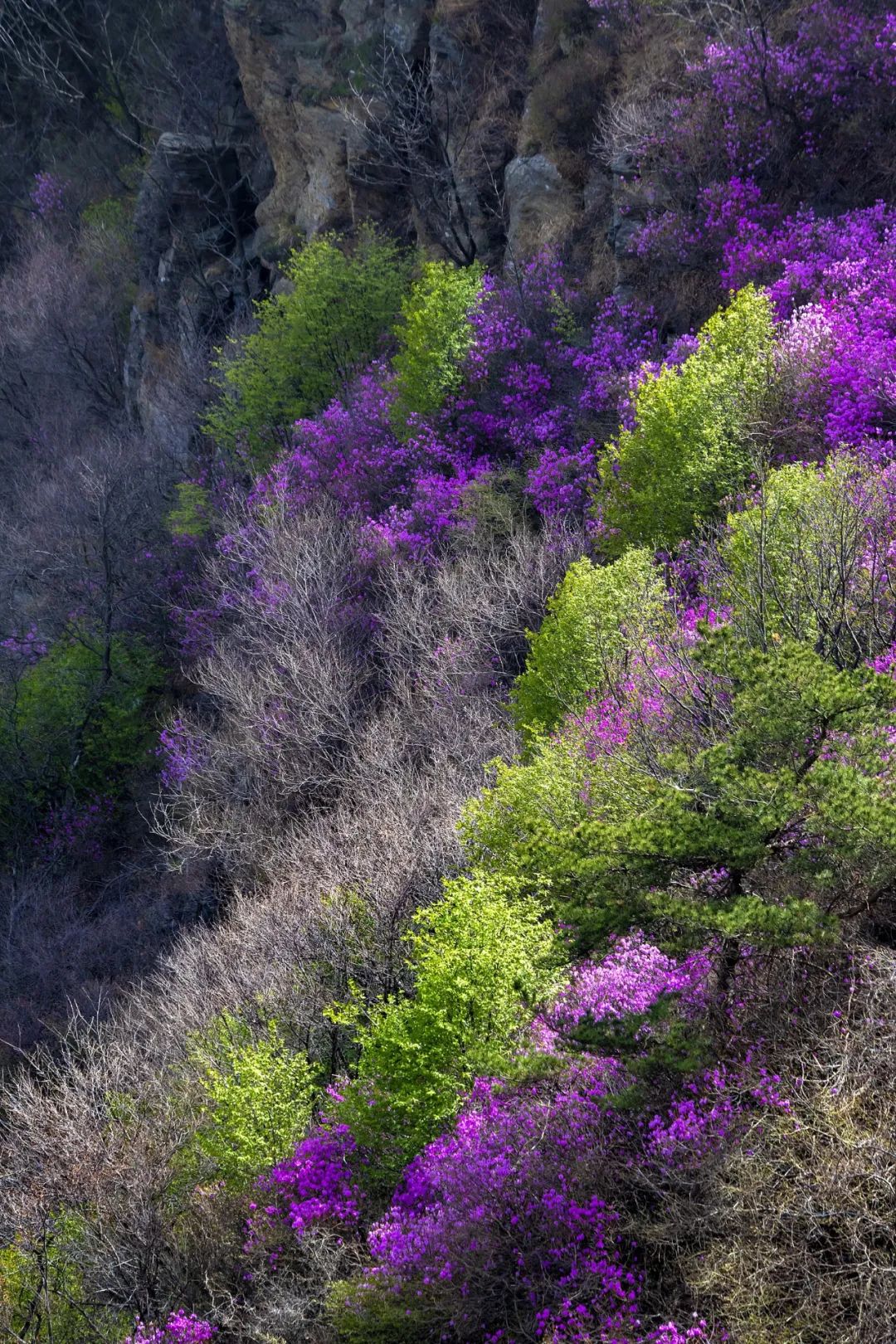 江川大黑山风景区图片