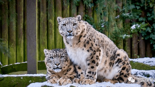 国际雪豹日-让我们一起保护云端的那只雪豹 | 生物多样性百科全书