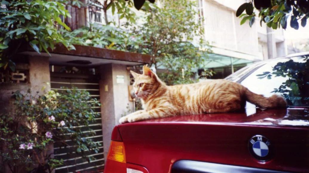 朱天心：漫不经心的猫们，实则是狂野独行的城市猎人