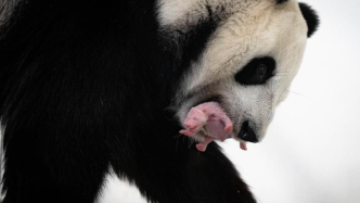 从受精到怀孕最长可达324天，大熊猫的胚胎延迟着床现象