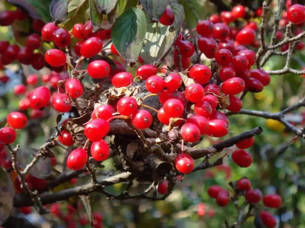 【探索】"遥知兄弟登高处,遍插茱萸少一人"——"茱萸"是哪种植物?